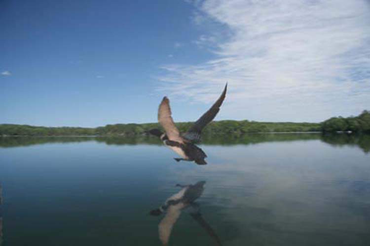 loon