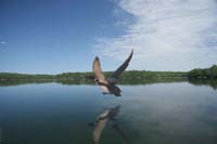 loon
